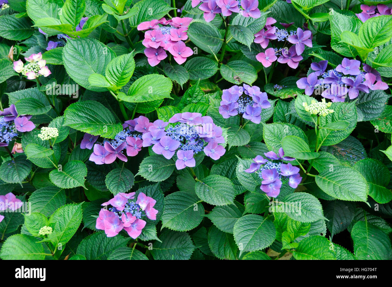 Blüten von Hydrangea Macrophylla 'Kardinal' Stockfoto