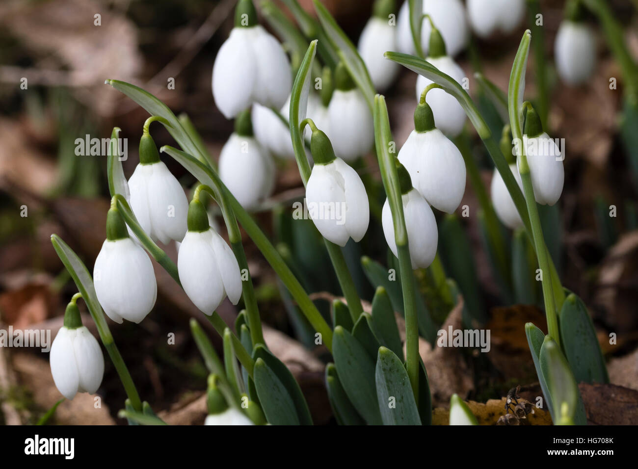 Januar blumen -Fotos und -Bildmaterial in hoher Auflösung – Alamy