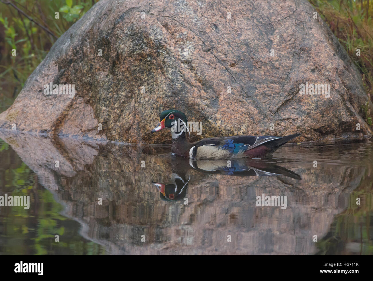 Brautente (Aix Sponsa). Männlich in der Zucht Gefieder. Acadia Nationalpark in Maine, USA. Stockfoto