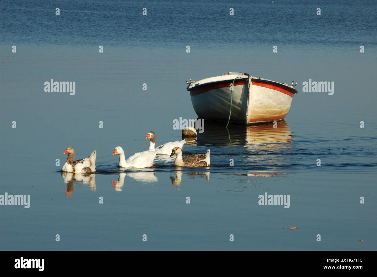 Gruppe von Enten schwimmen auf dem See vor einem Fischerboot Stockfoto