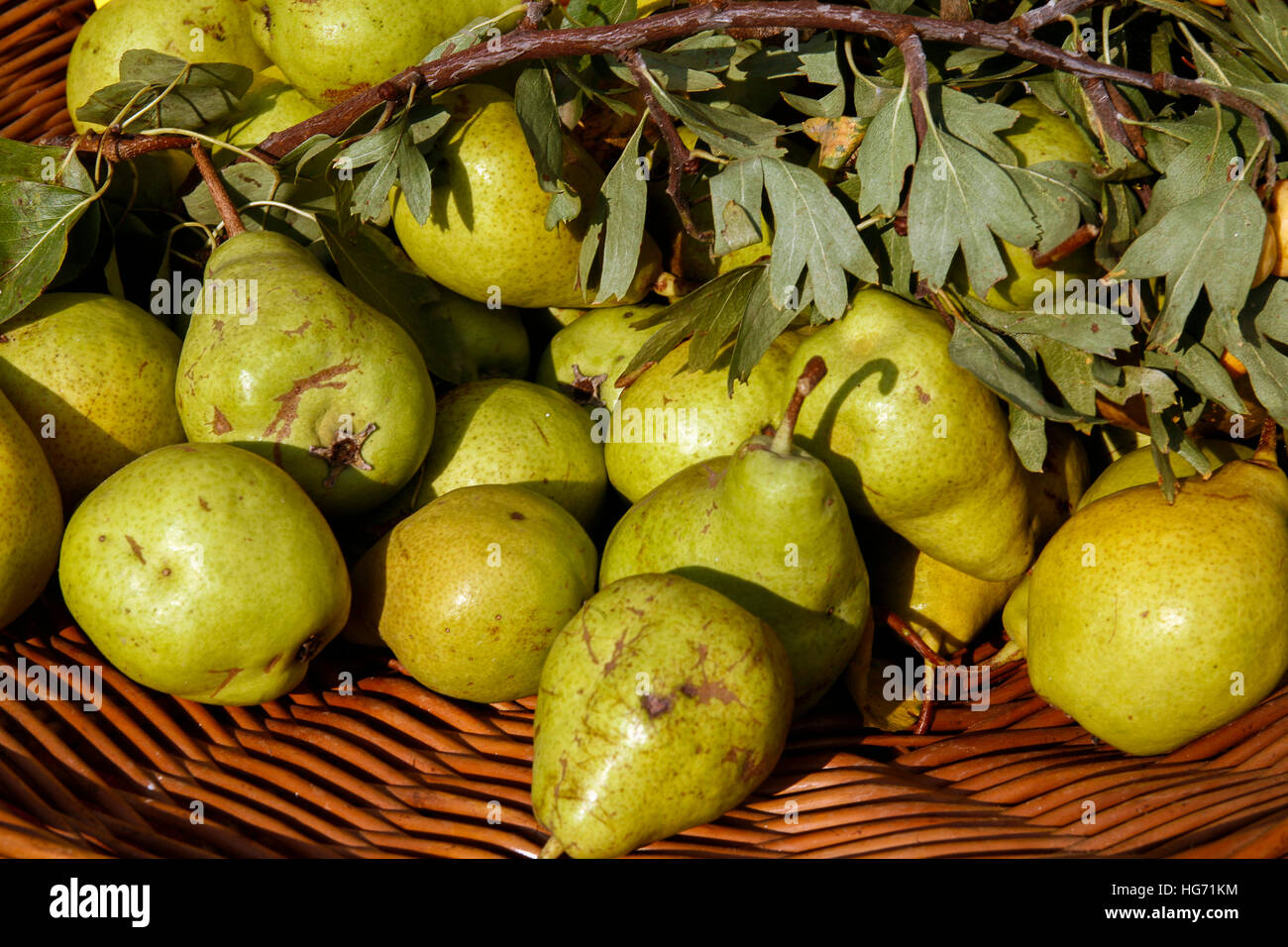 Italien Casola Valsenio "Festa dei Frutti Dimenticati" Obst Konserven auf einem Stall Birne Scipione angezeigt Stockfoto