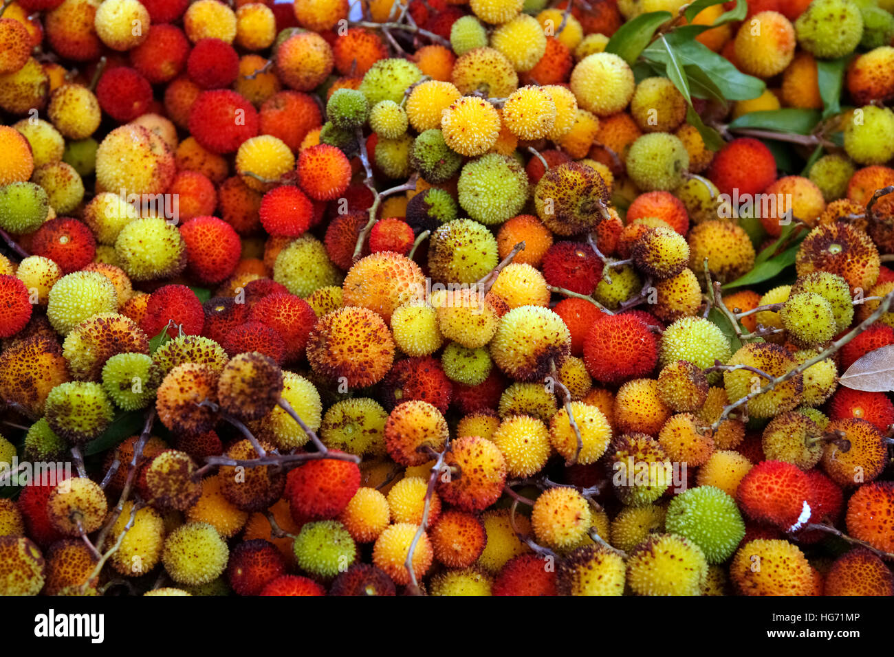 Italien Casola Valsenio Festa dei Frutti Dimenticati arbutus Stockfoto