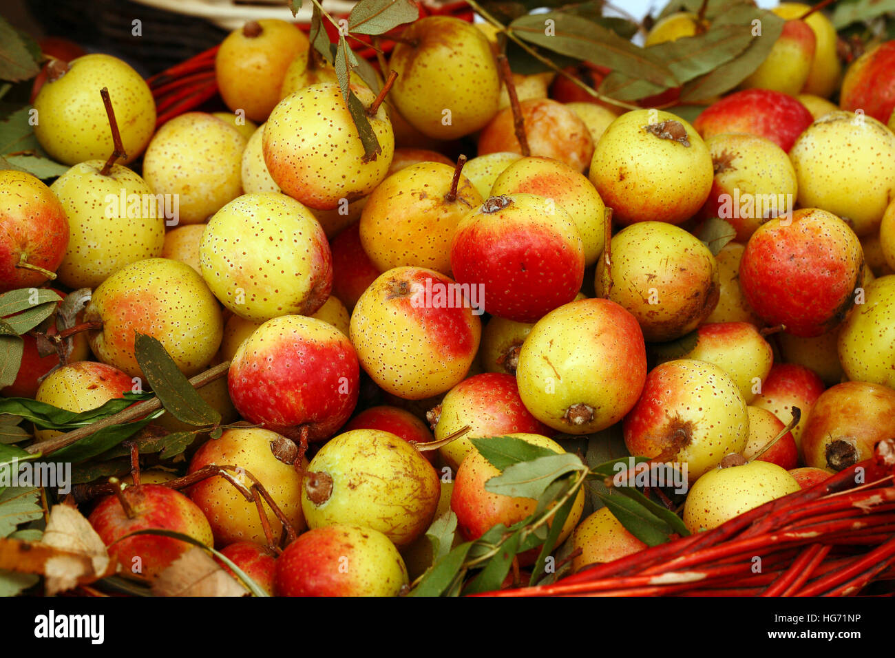 Italien Casola Valsenio "Festa dei Frutti Dimenticati" Obst Konserven auf einem Stall Äpfel, Mele angezeigt Stockfoto