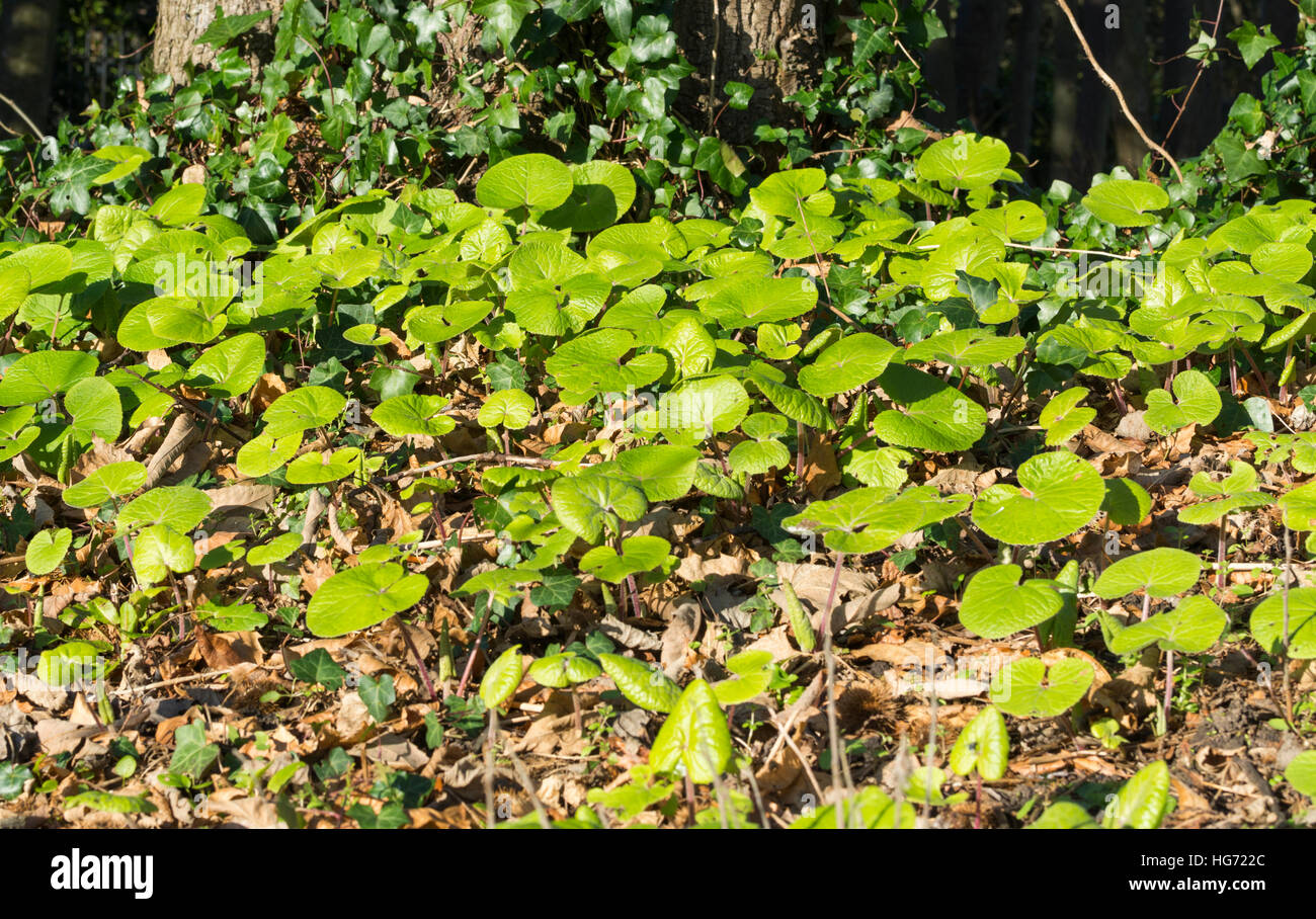 Lässt auf eine Marsh Marigold (Caltha Palustris), AKA Sumpfdotterblumen Pflanze, blüht bereits im Winter im Vereinigten Königreich. Stockfoto