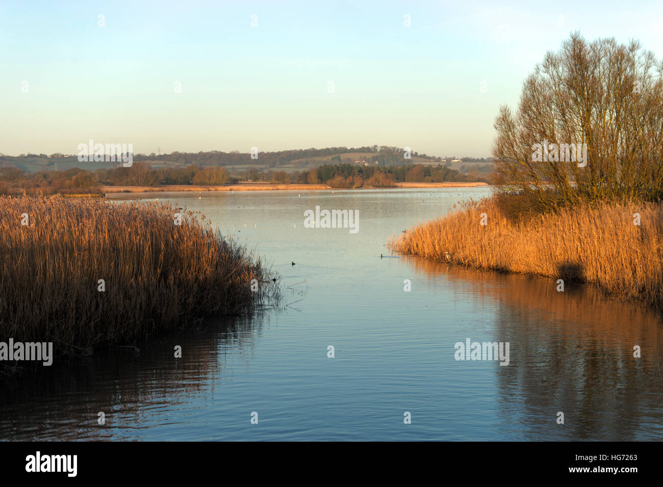 Blick über Chew Valley Lake, Chew Magna, BS40, North Somerset, England, UK mit Schilf am Ufer an einem frostigen Morgen, 2017 Stockfoto