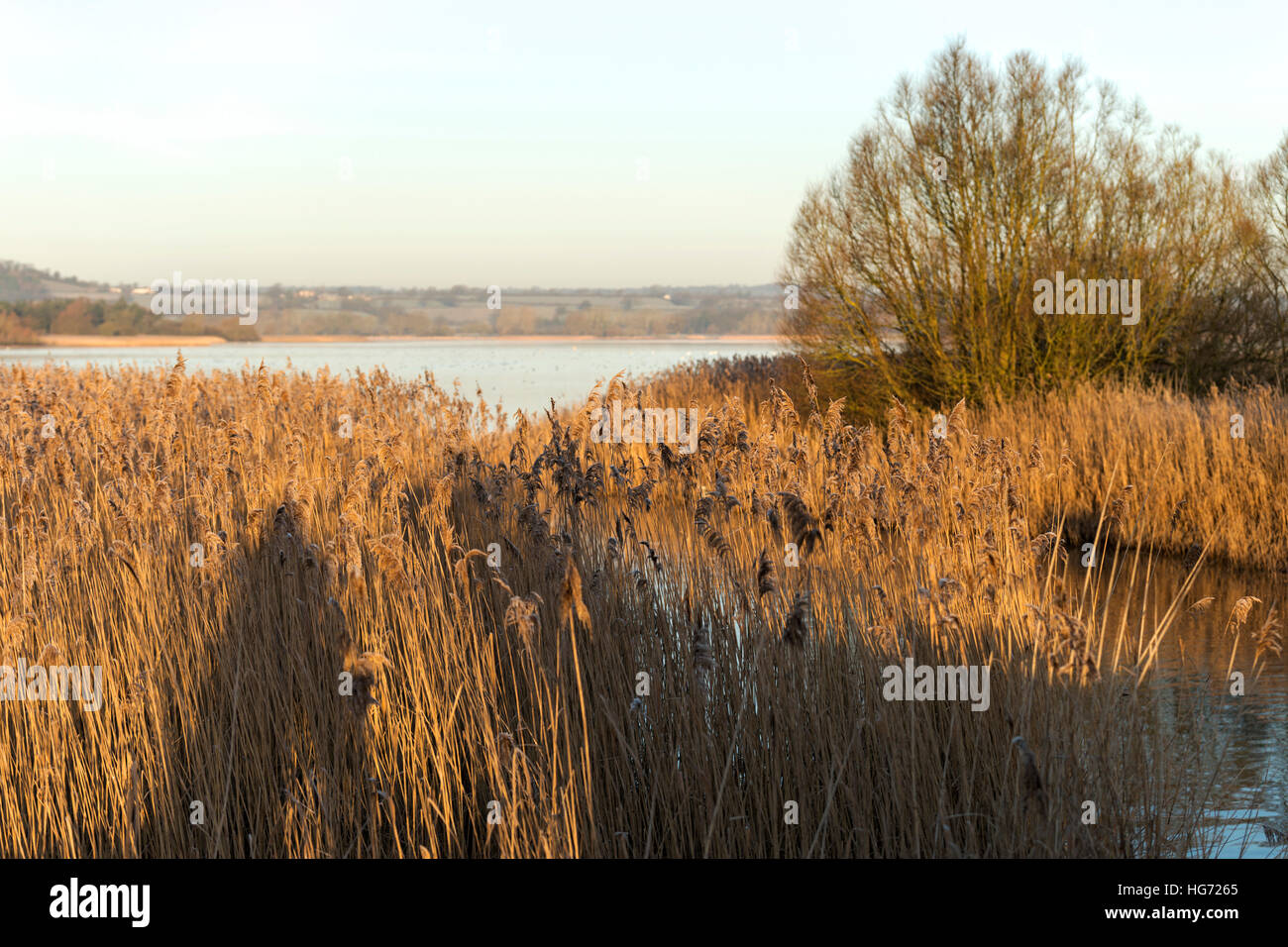 Blick über Chew Valley Lake, Chew Magna, BS40, North Somerset, England, UK mit Schilf am Ufer an einem frostigen Morgen, 2017 Stockfoto