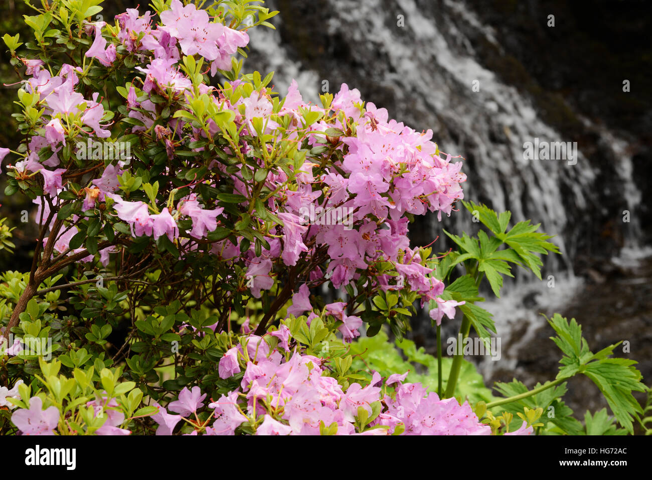 Rosa Rhododendron immergrüner Sträucher mit Wasserfall im Hintergrund. Stockfoto