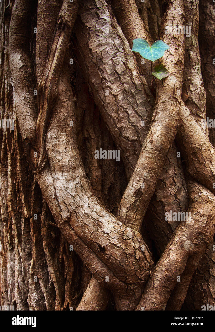 Baum Stockfoto