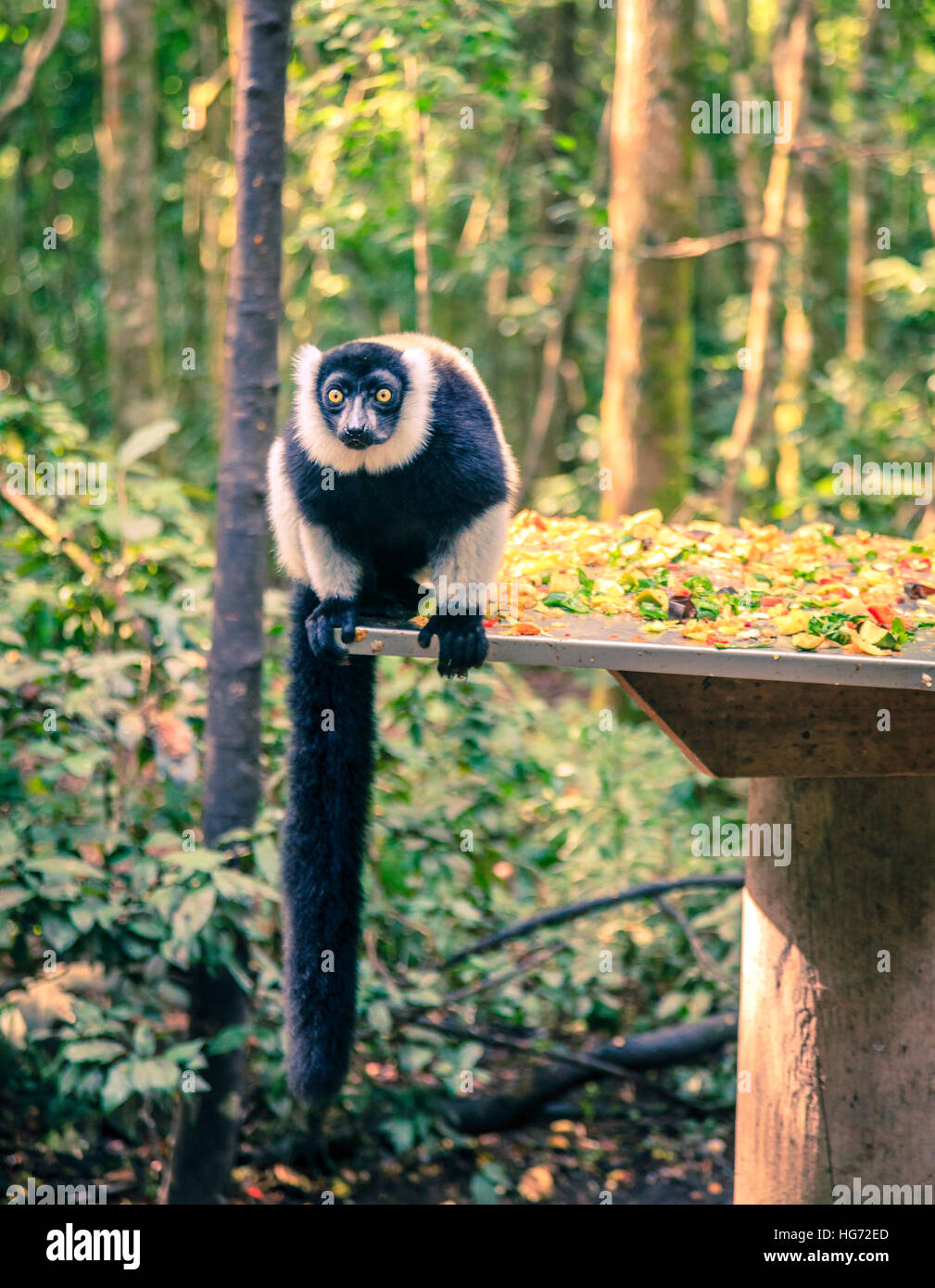 Zerzaust Lemur an Primate Rescue-Center in der Nähe von Plettenberg Bay, Südafrika Stockfoto