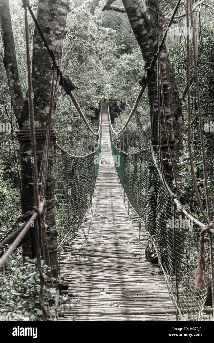 Lange Hängebrücke bei Primate Rescue-Center in der Nähe von Plettenberg Bay, Südafrika Stockfoto