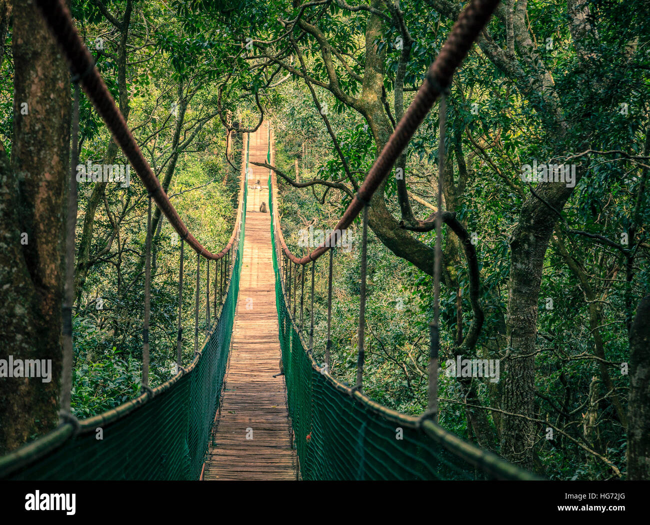 Lange Hängebrücke bei Primate Rescue-Center in der Nähe von Plettenberg Bay, Südafrika Stockfoto