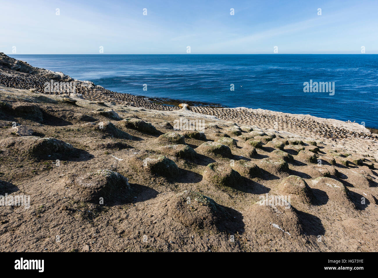 Imperial Kormoran und Kolonie auf Kadaver Insel auf den Falklandinseln. Der Vordergrund zeigt leere Nester, wie die Kolonie ist umgezogen. Stockfoto