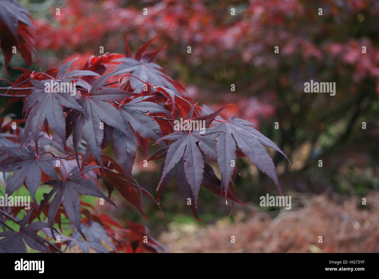 Acer Palmatum 'Bloodgood' Stockfoto
