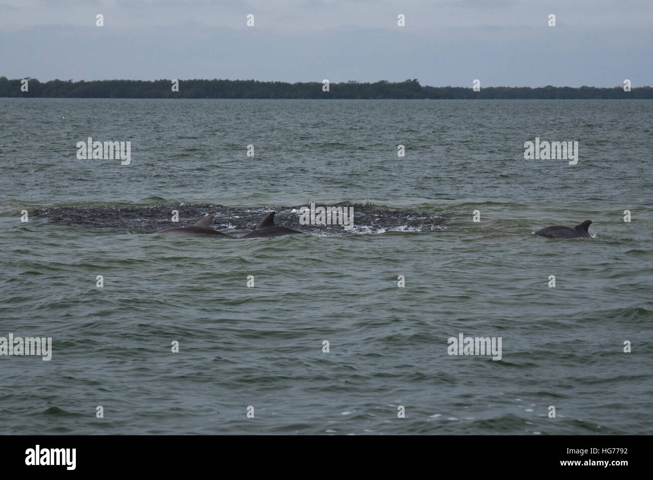 Köder-Kugel des Fisches durch Delfine gemacht Stockfoto