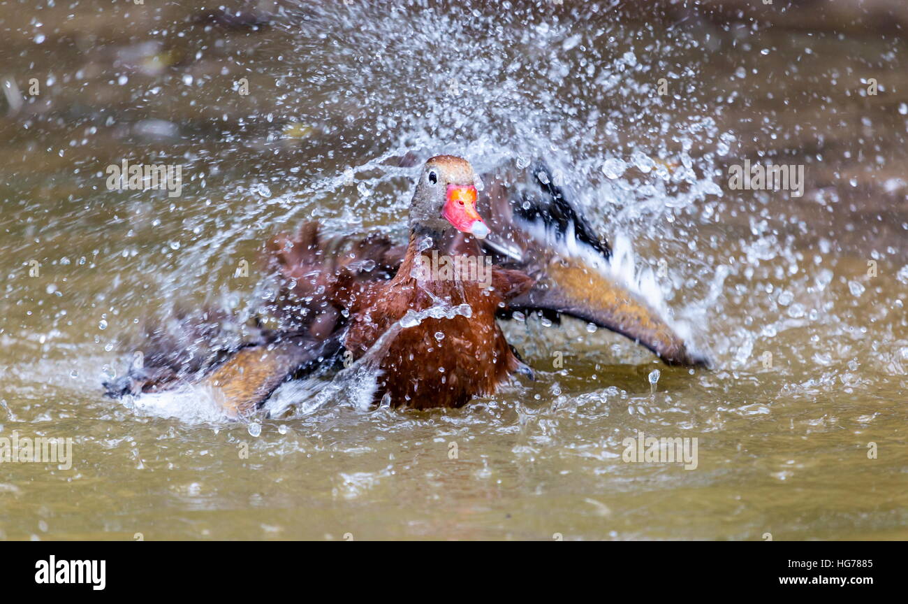 Die pfeifenden Enten oder Baum Enten sind eine Unterfamilie der Ente, Gans und Schwan Familie der Vögel. Stockfoto