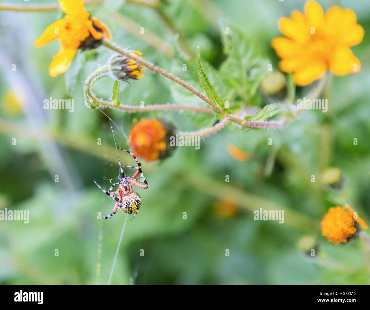 Golden Silk Orb-Weaver Spider. Stockfoto