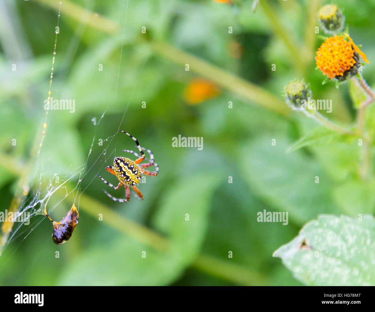 Golden Silk Orb-Weaver Spider. Stockfoto