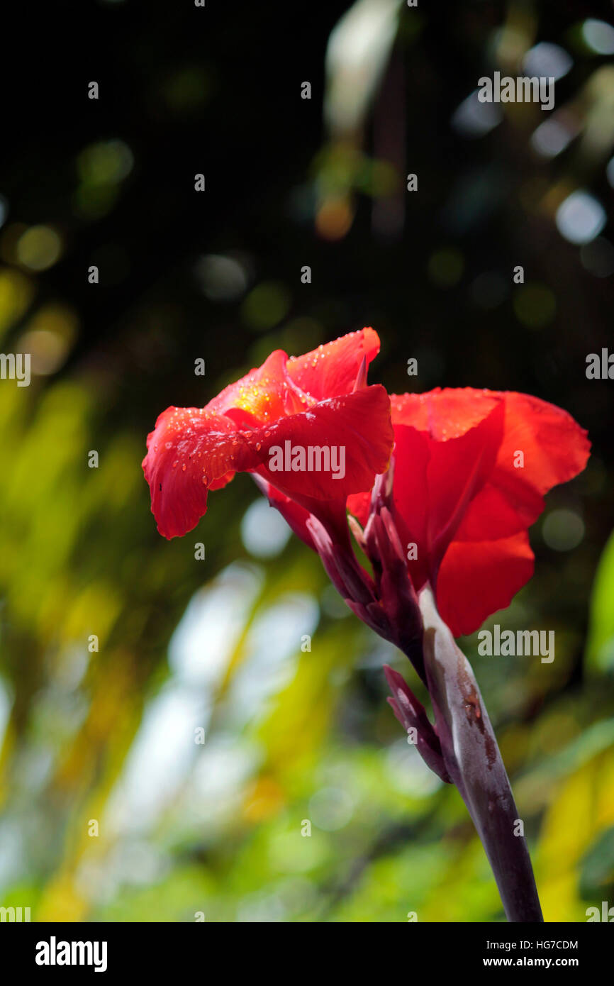Rot im Regen Stockfoto