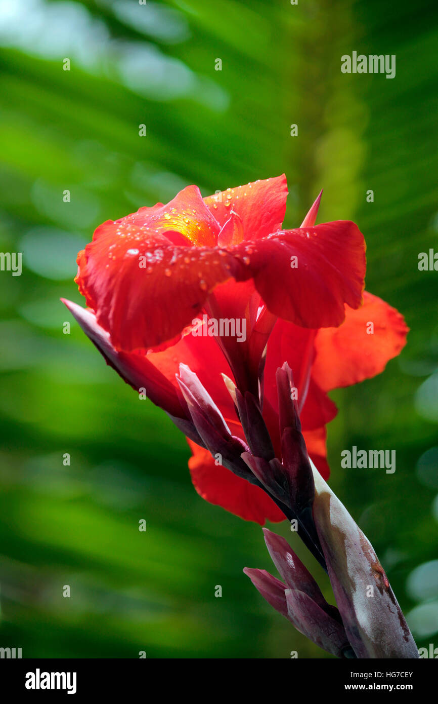 Rot im Regen Stockfoto