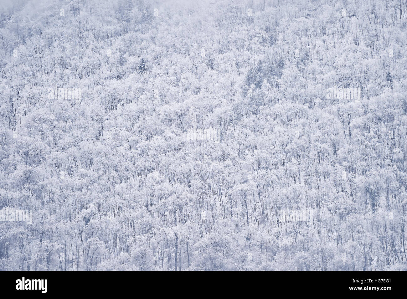Schneefall in einem Pinienwald in der Wintersaison Stockfoto