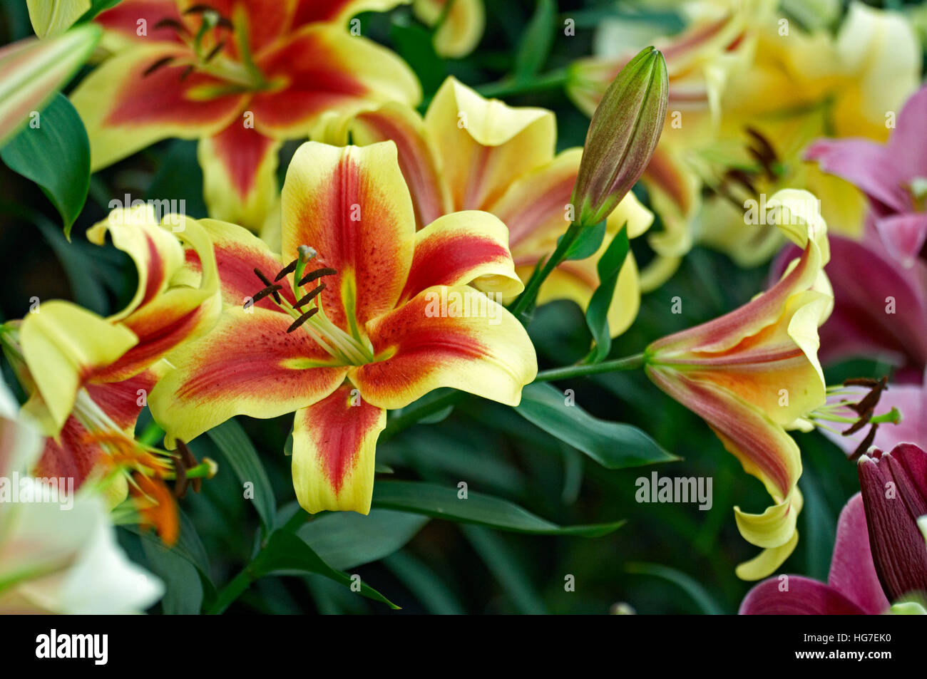 Blühende Lilie "Schockierend", in einen Bauerngarten Stockfoto
