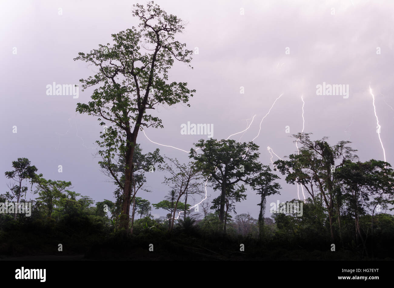 Viele Blitzschläge bei dramatischen Gewitter mit Regen Wald Baum Silhouetten im Vordergrund, Kamerun, Afrika Stockfoto