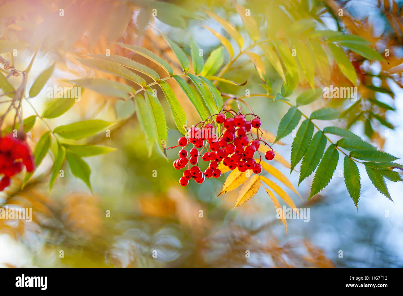 Japanische Eberesche mit roten Beeren auch bekannt als Sorbus Commixta 'Embley' Stockfoto