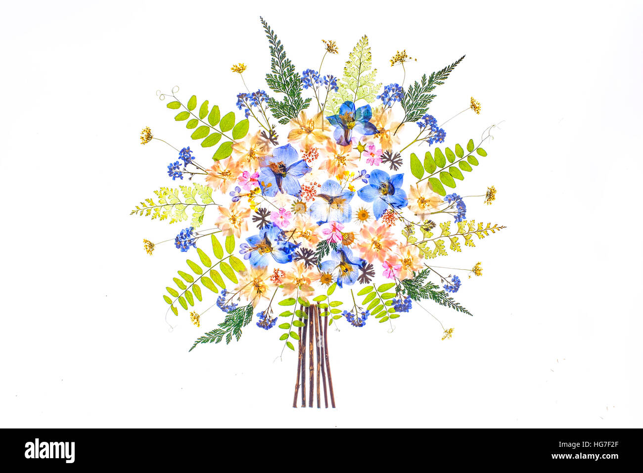 Ein High-Key-Bild von zarten getrocknet gepresste Blumen auf weißem Grund Stockfoto