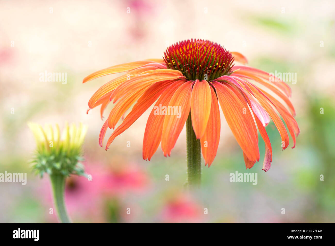Sonnenhut "Hot Summer" - farbige Pfirsichblüten, auch bekannt als Echinacea Hot Summer Stockfoto