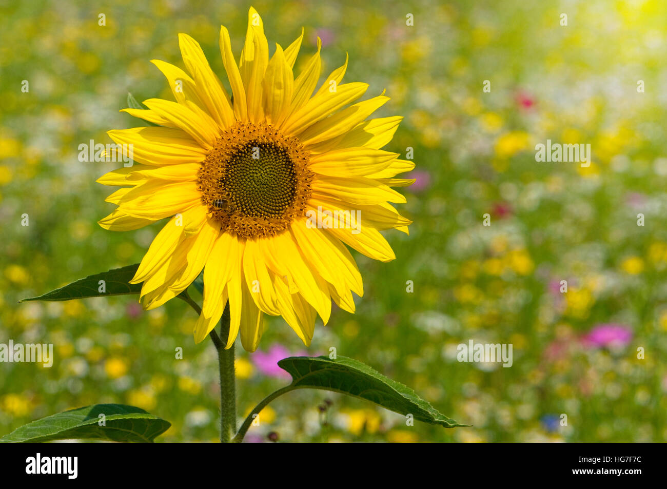 Einzelne helle gelbe Sonnenblume Helianthus Annuus in eine Wildblumenwiese Alias Stockfoto