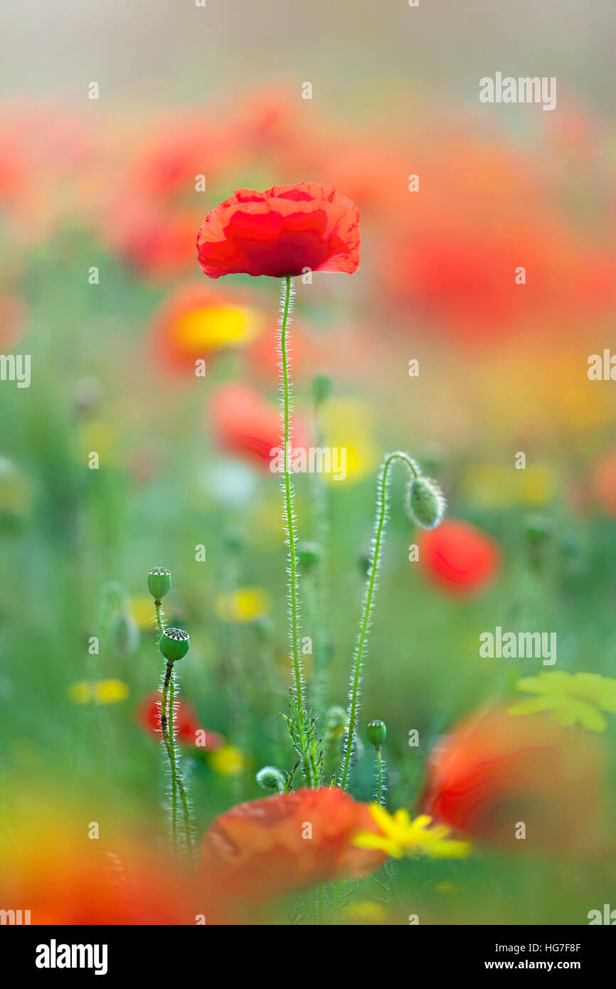Roten Feld Mohn - Papaver Rhoeas, Blumen und Knospen Stockfoto