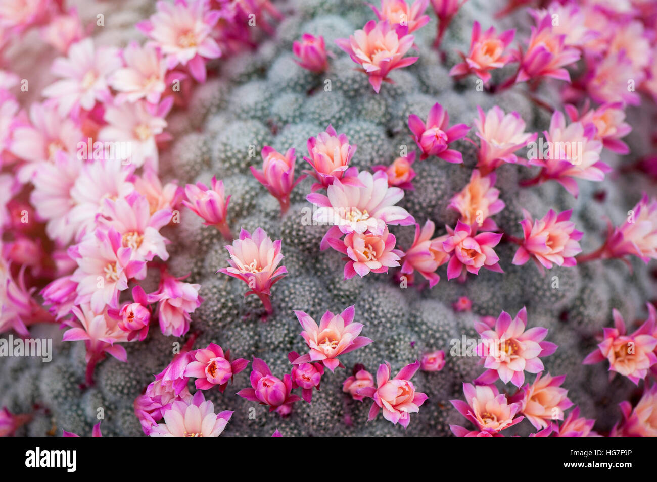 Die zarten rosa Blüten des Werks Cactus - Mammillaria Bombycina allgemein bekannt als die seidenen Nadelkissen Kaktus. Stockfoto