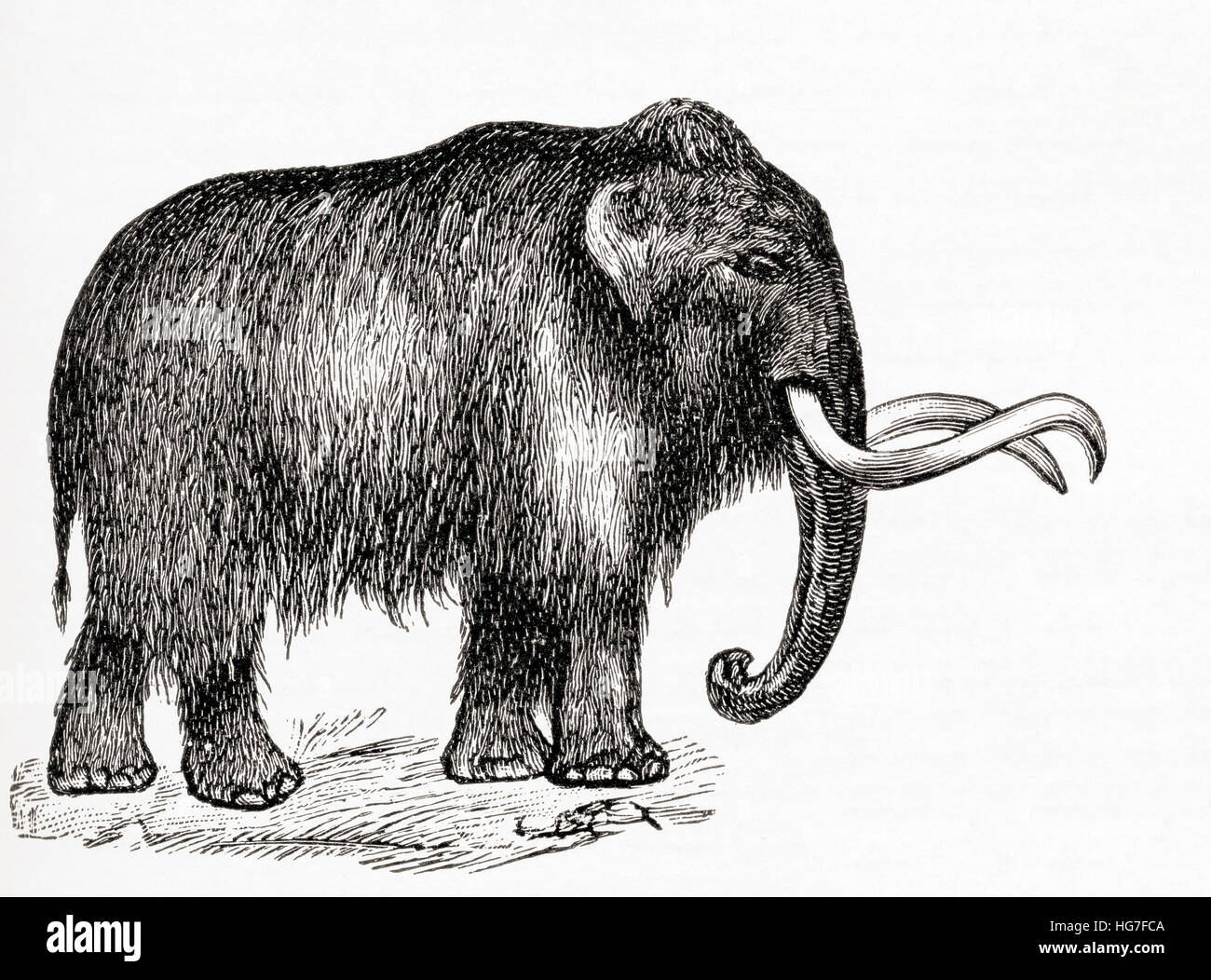 Wolliges Mammut, Mammuthus Primigenius.  Aus Meyers Lexikon veröffentlicht 1924. Stockfoto
