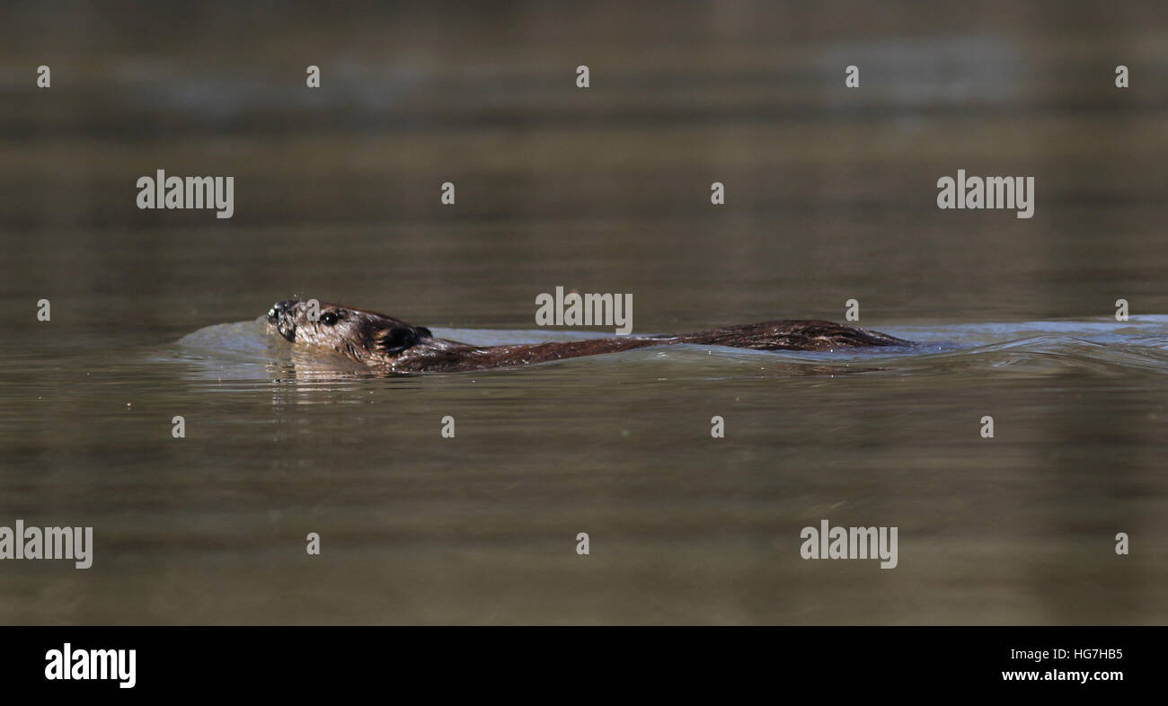 Amerikanischer Biber schwimmen Ohio river Stockfoto