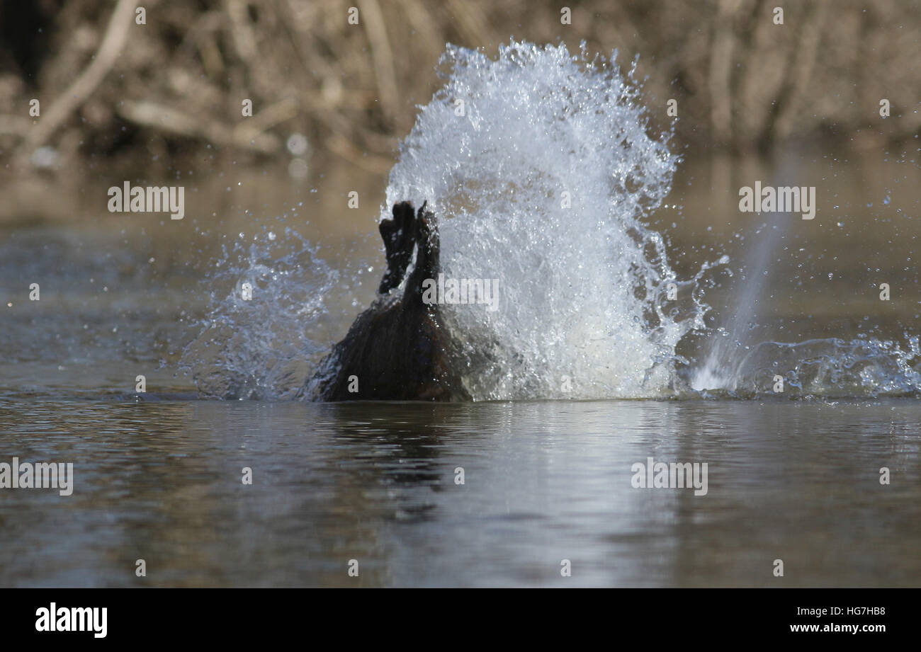 Amerikanische Biberschwanz Schlag Warnung Splash schwimmen Ohio river Stockfoto
