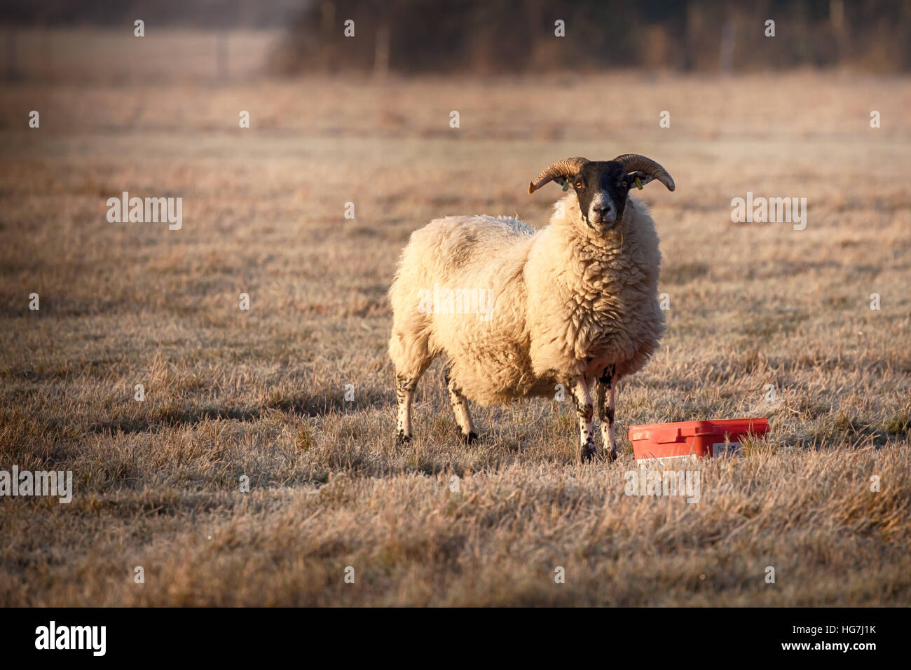 Norfolk Horn Schafe füttern an einem frostigen Morgen mit Sonnenlicht am frühen Morgen. Schafe, starrte auf die Kamera mit großen Hörnern und einem voll wolliges Fell Stockfoto