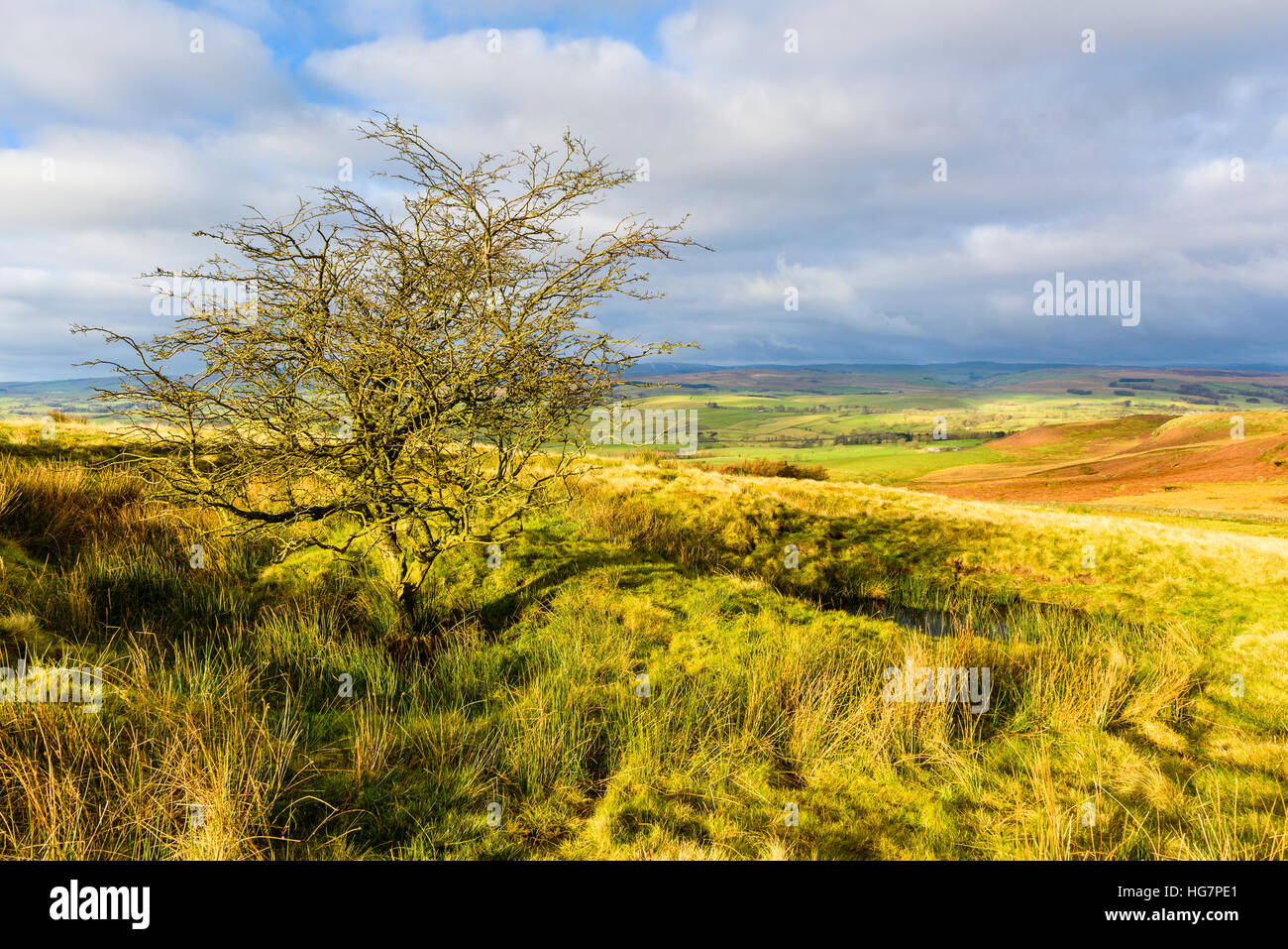 Einsamer Baum auf Flasby fiel in den Yorkshire Dales National Park in der Nähe von Skipton Stockfoto