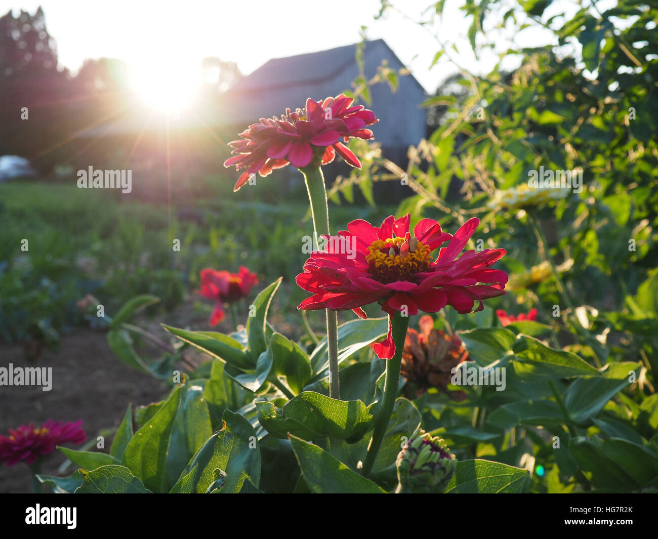 Rote Blumen mit Sunburst frühen Abend Stockfoto