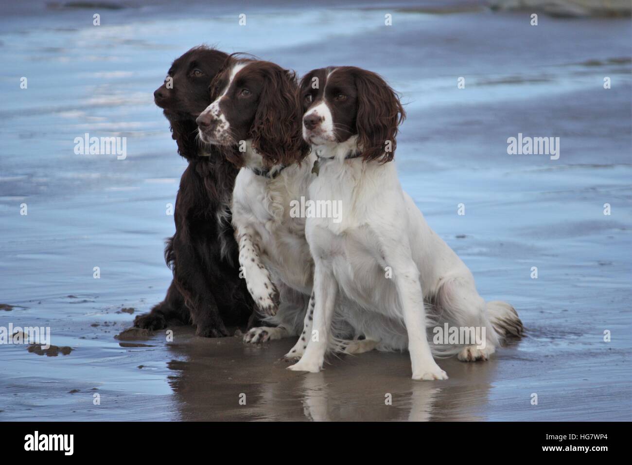 Drei arbeiten Spaniel Haustier Familienbegleithund saßen zusammen am Strand Stockfoto