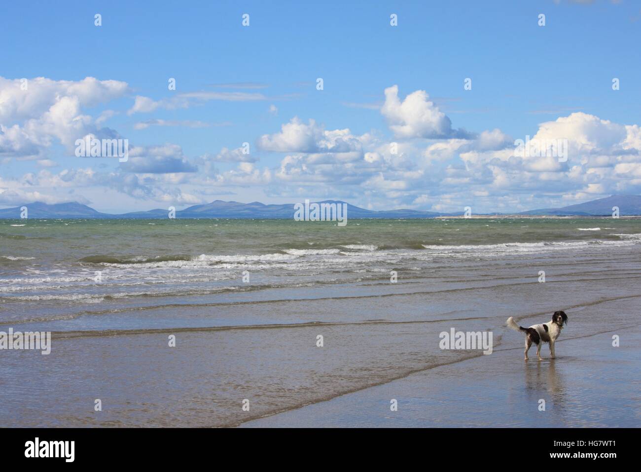 Ein Hund am Strand stand im Meer Stockfoto