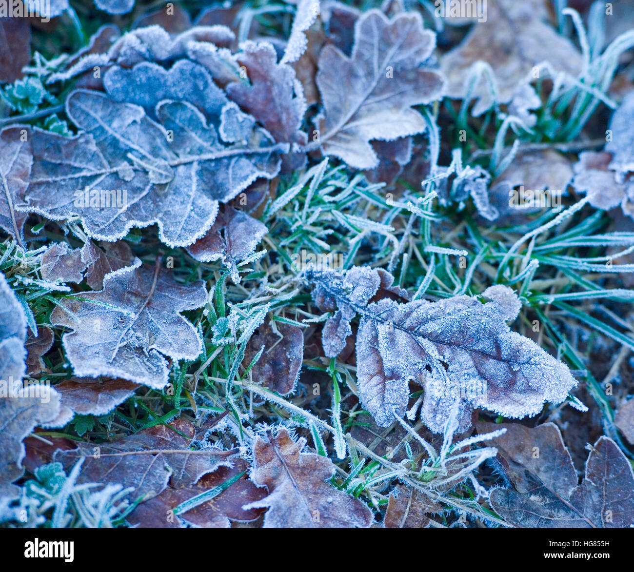 frostige Blätter im winter Stockfoto