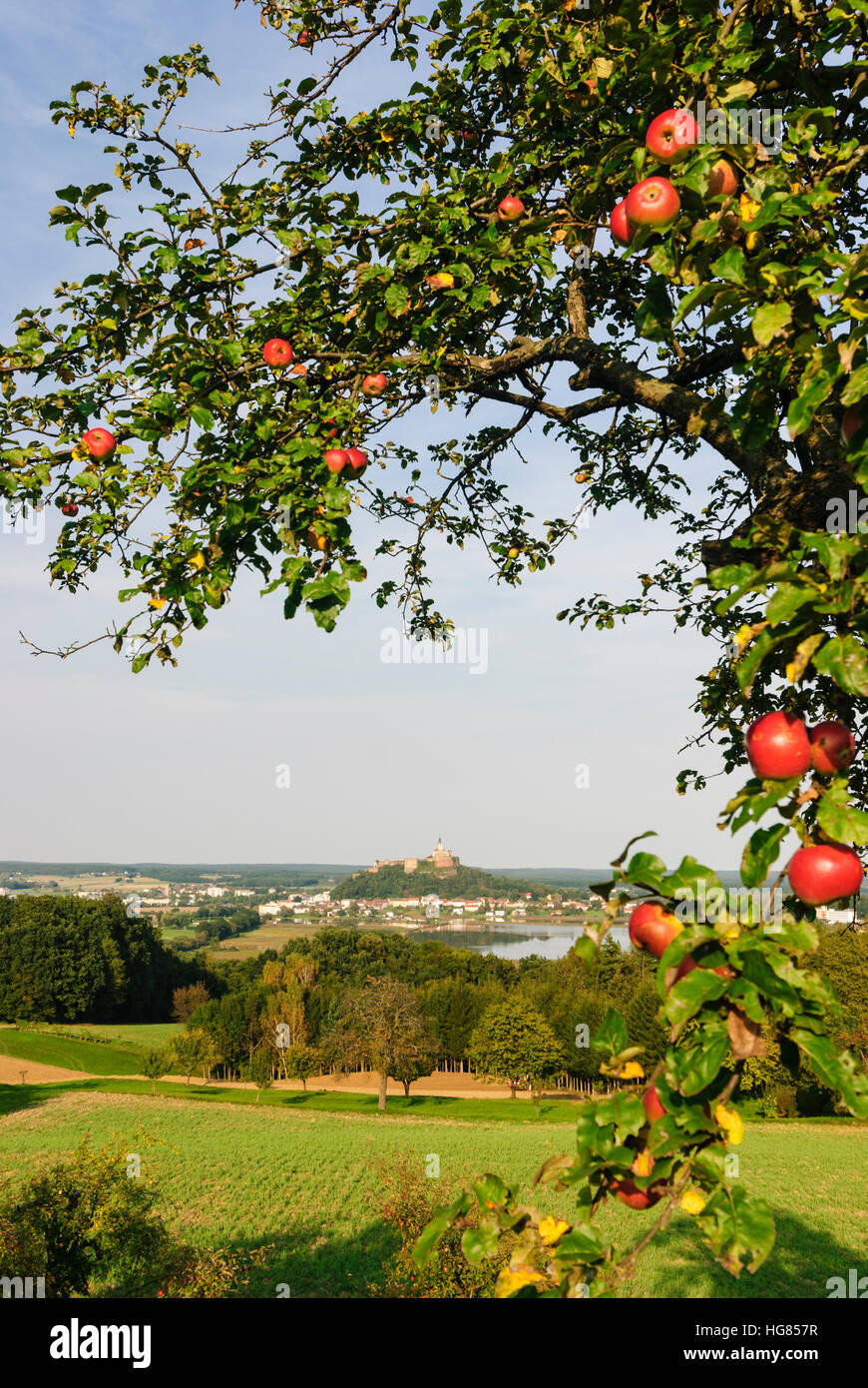 Güssing: Burg Güssing, Fischteiche, Apfelbäume, Burgenland, Österreich Stockfoto