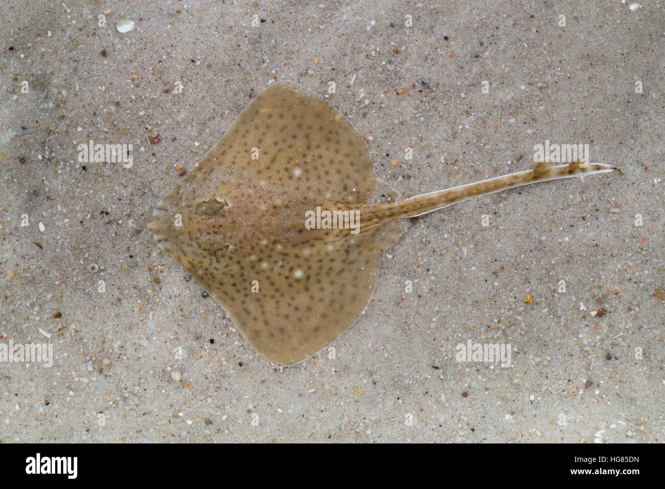 Gefleckter Rochen, Rochen, Raja Montagui, gefleckte Ray, gefleckte