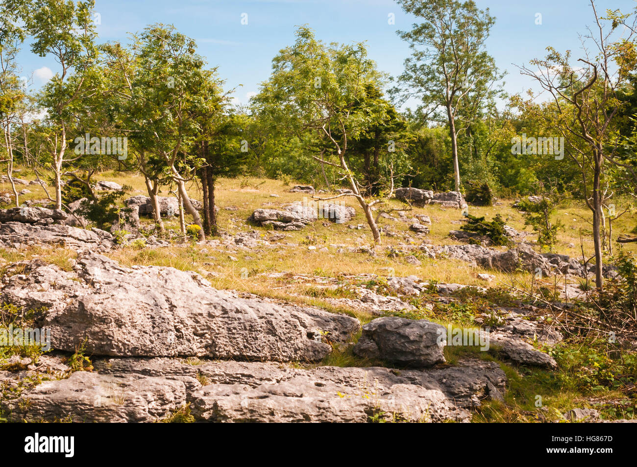 Ein Teil der Kalkstein Pflaster bei Dalton Crag, Cumbria, England. Stockfoto