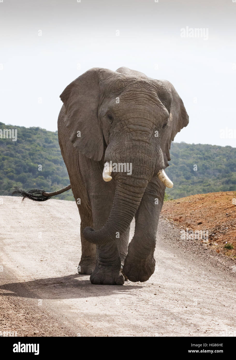 Afrikanischer Elefant erwachsenen männlichen Tusker, Vorderansicht (Loxodonta Africana), Südafrika Stockfoto