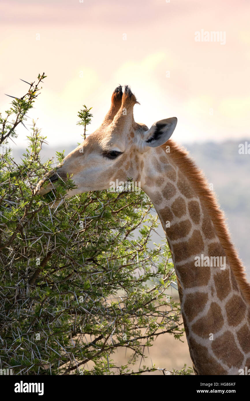 Südlichen Giraffe (Giraffa Giraffa) auf Nahrungssuche, Südafrika Stockfoto