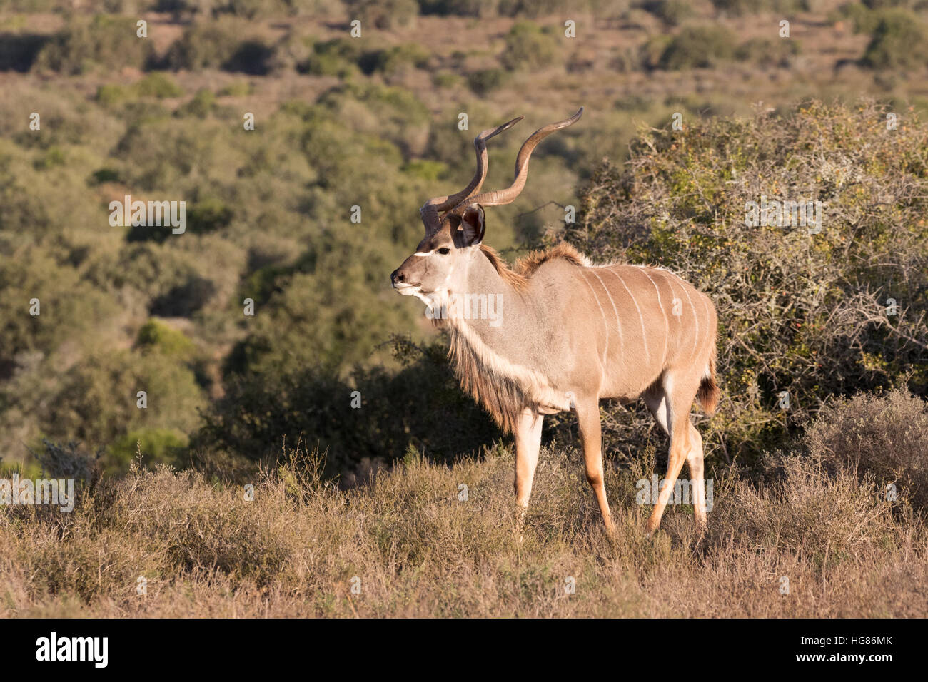 Erwachsene Männchen größer Kudu Antilope, (Tragelaphus strepsiceros), Südafrika Stockfoto