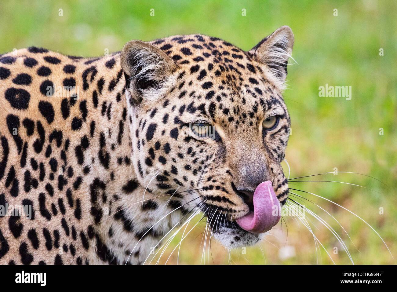 Leopard (Panthera Pardus), erwachsenen männlichen Nahaufnahme des Kopfes mit Zunge heraus, Südafrika Stockfoto