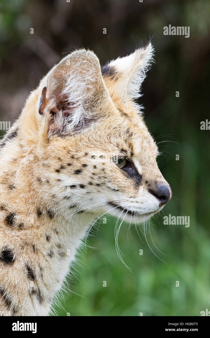 Erwachsenen männlichen Serval (Leptailurus Serval) - mittlere wilde Katze, Kopf und Schultern Profil, Afrika Stockfoto