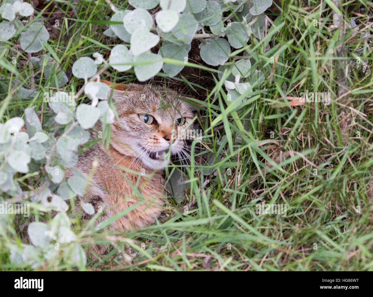 Afrikanische Wildkatze (Felis Silvestris Lybica), auch genannt der vorderasiatischen Wildcat, South Africa Stockfoto